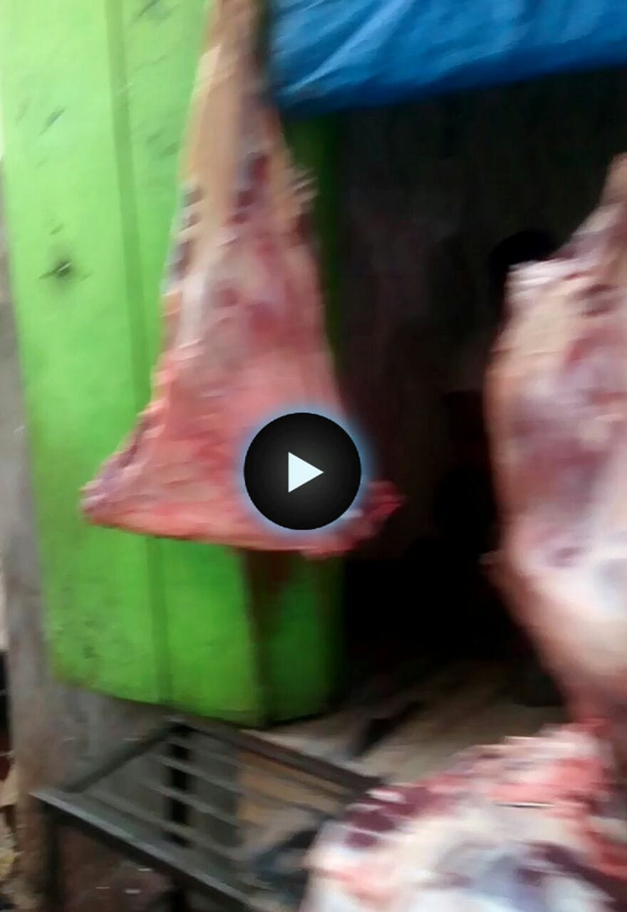 Animals are still being cut open in the open, thousands of animals are cut everyday