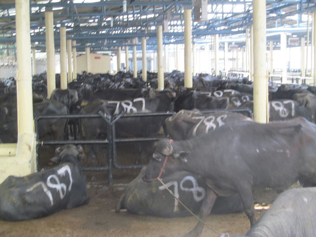 The largest abattoir seal in the state, so many animals were cut everyday