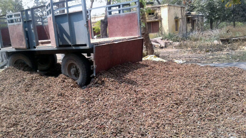 Hundred sacks of medicinal aina recovered