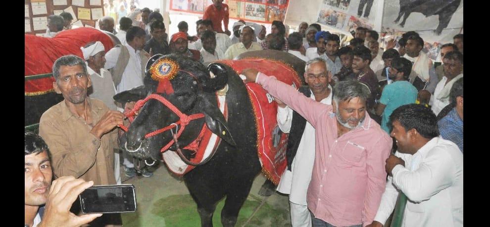 haryana bull yuvraj 9 times champion, lives kings life