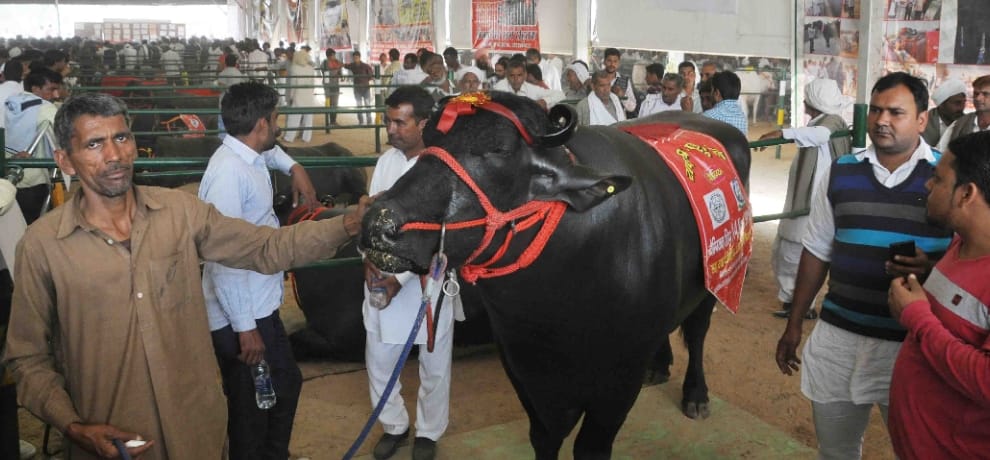 haryana bull yuvraj 9 times champion, lives kings life