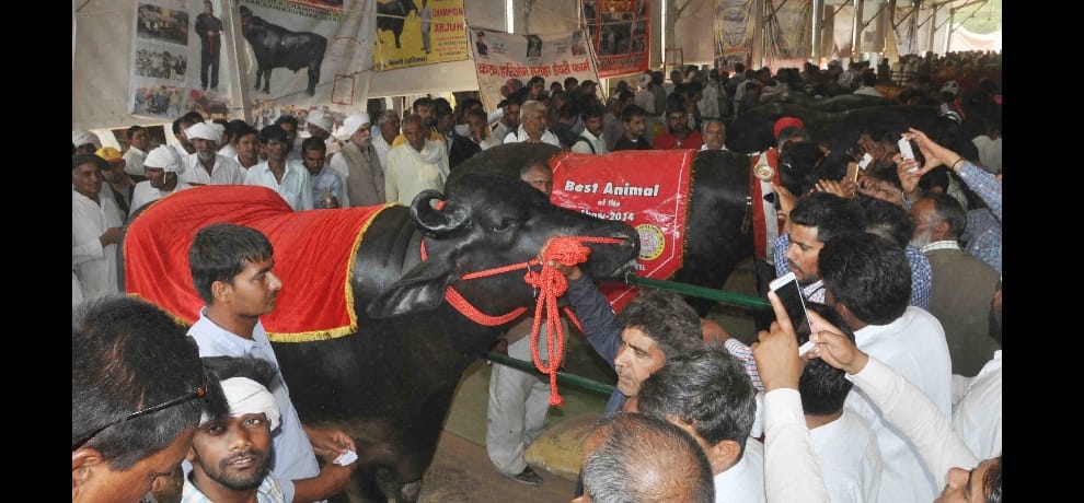 haryana bull yuvraj 9 times champion, lives kings life