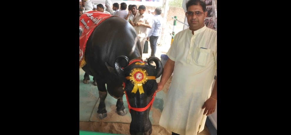 haryana bull yuvraj 9 times champion, lives kings life