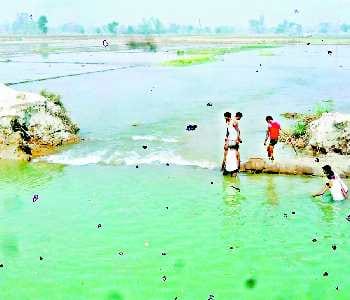 Canal cut, 500 bigha crop submerged