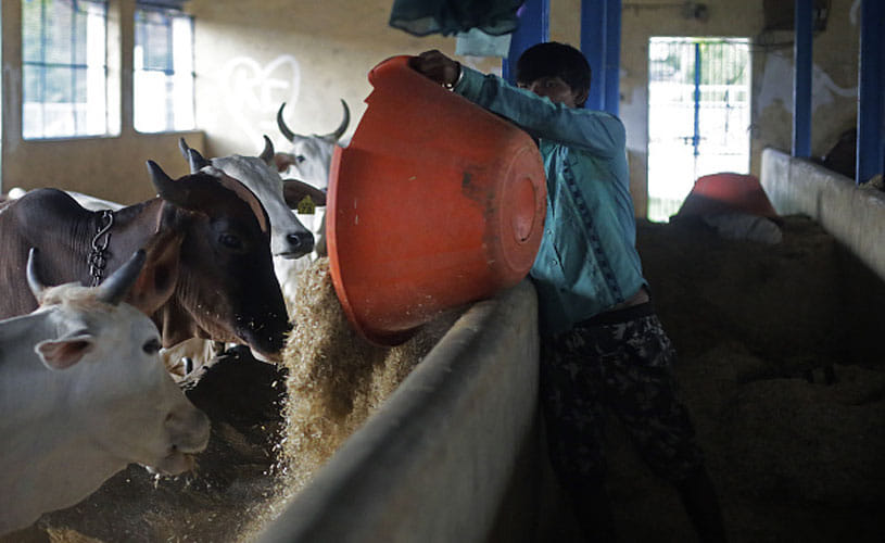 Scientist alleges Indian Veterinary Research Institute sold cows to butchers