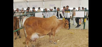 two men in greater noida beaten brutally for transporting cows mistaken as muslims