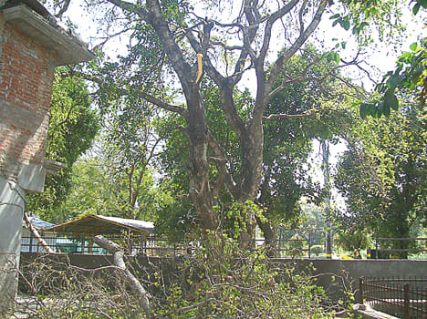 Death of the worker due to fall of the tree