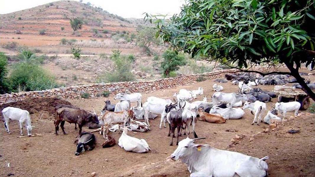 position of cows in bundelkhand