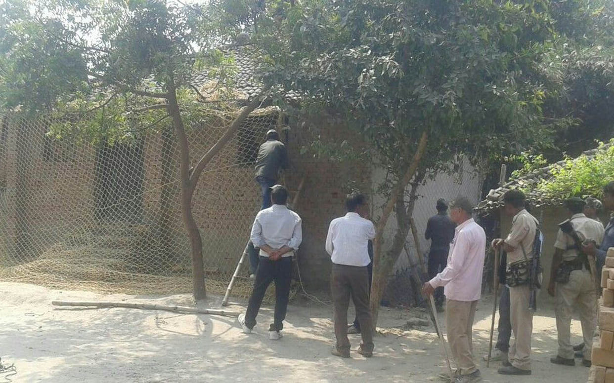 Bears from Tiger Reserve injured eight