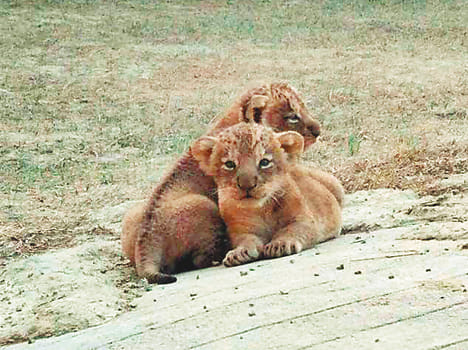 Akhilesh's Lions Meet the less