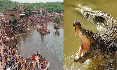 two crocodile spotted in machkund pond in dholpur