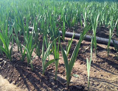 Police shoked on the onion farm