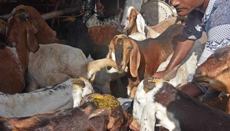 Illegal trade of meat flourishing in the city, license only four
