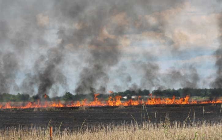 Prison for burning of weed in the field