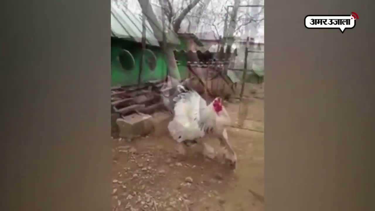 वायरल वीडियो