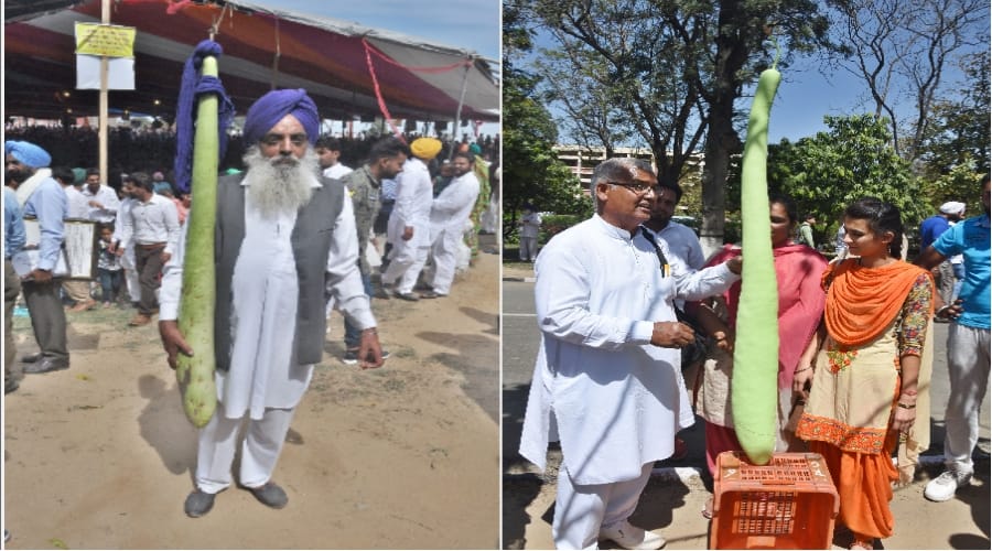 5 fit lauki in ludhiana