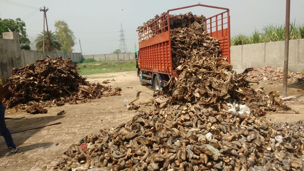 Residues of cattle found in huge quantities in SP leader's factory