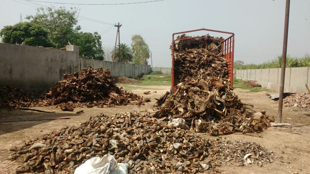 Residues of cattle found in huge quantities in SP leader's factory