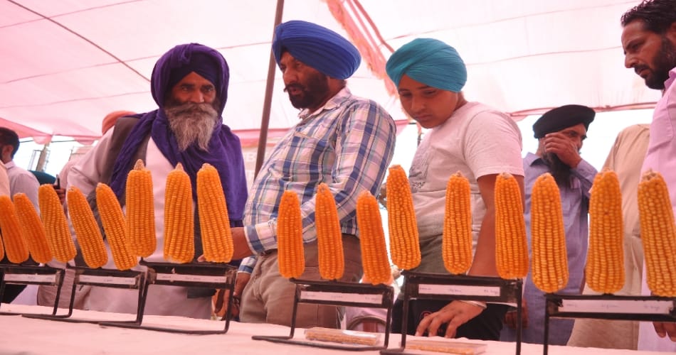 5 fit lauki in ludhiana