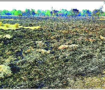 500 bigha jungle ash after fire