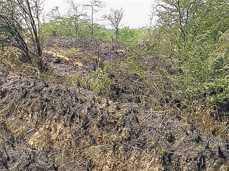  fire in the jungle of rugged strip
