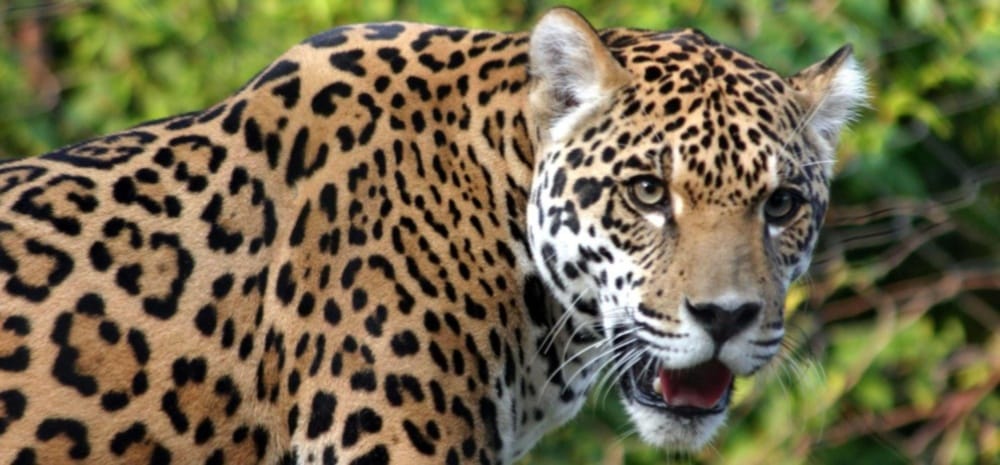 forest team caught leopard After six months 