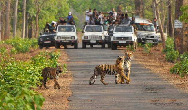 tiger increase speedly here in country