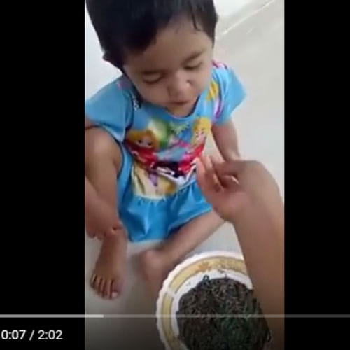 baby feed alive earthworms by mother