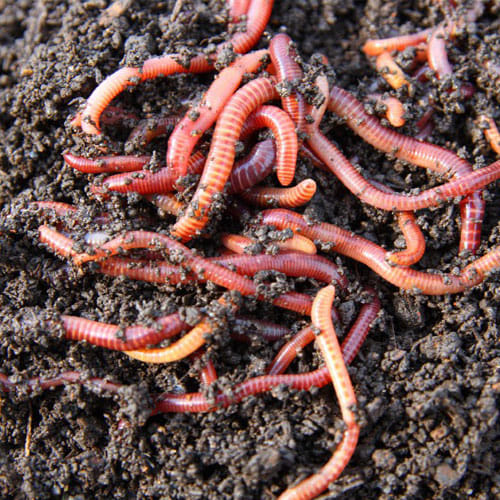baby feed alive earthworms by mother