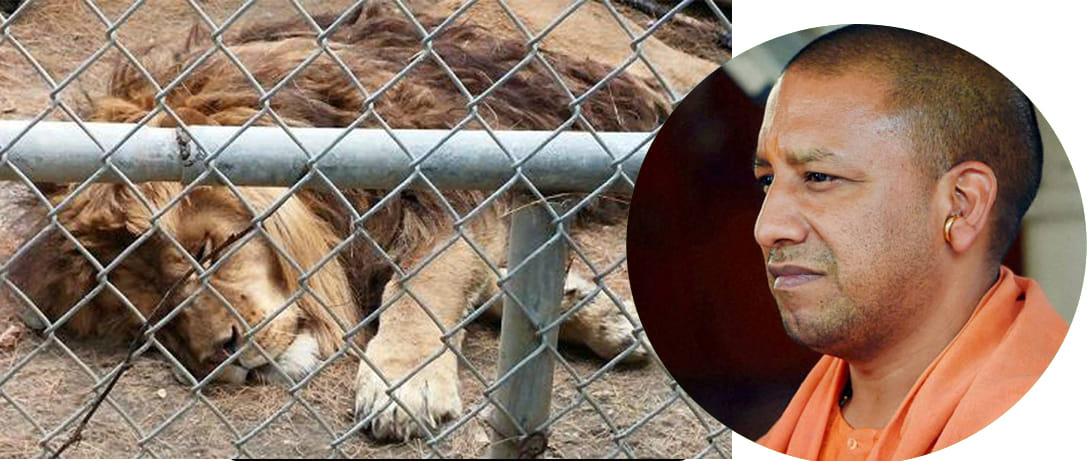 slaughter house baned effects lions 