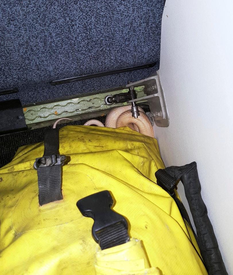 Passengers’ horror as pet snake slithers through US flight 