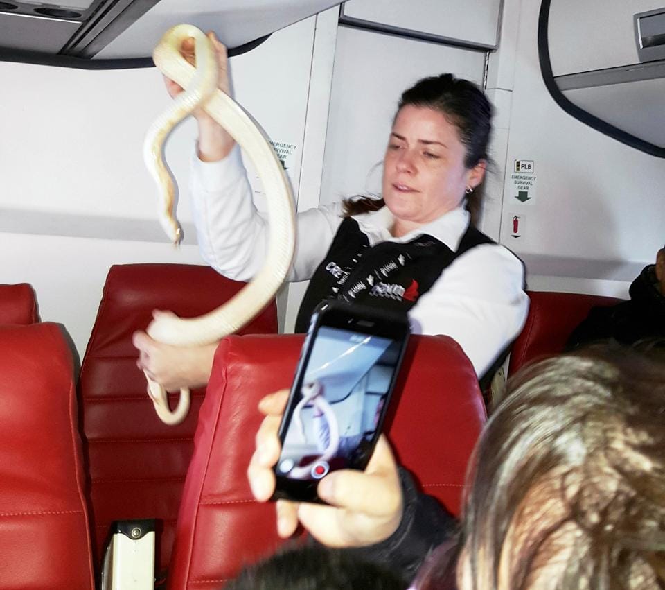 Passengers’ horror as pet snake slithers through US flight 