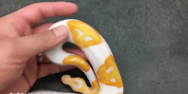 Passengers’ horror as pet snake slithers through US flight 
