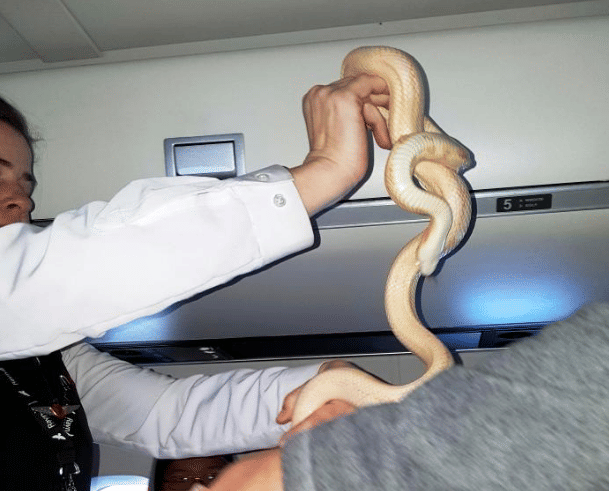 Passengers’ horror as pet snake slithers through US flight 