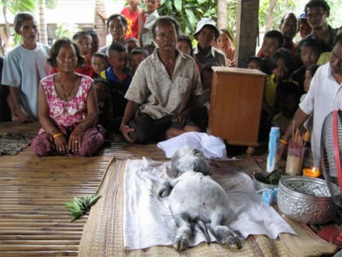 Buffalo Gives Birth To Human-Like Baby In Thailand, 