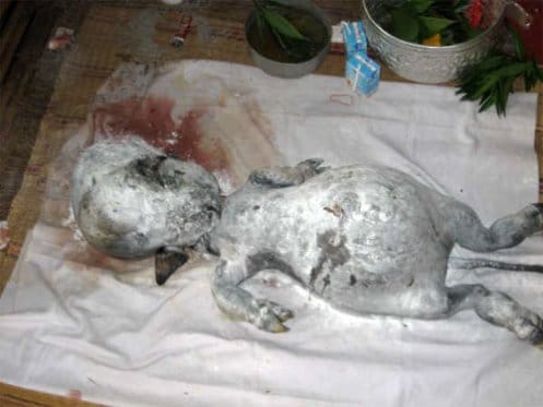Buffalo Gives Birth To Human-Like Baby In Thailand, 