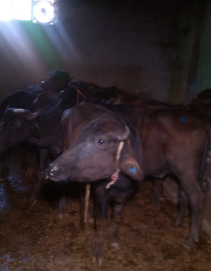 Police raided the information of Mini Slaughterhouses, police stunned after reaching there