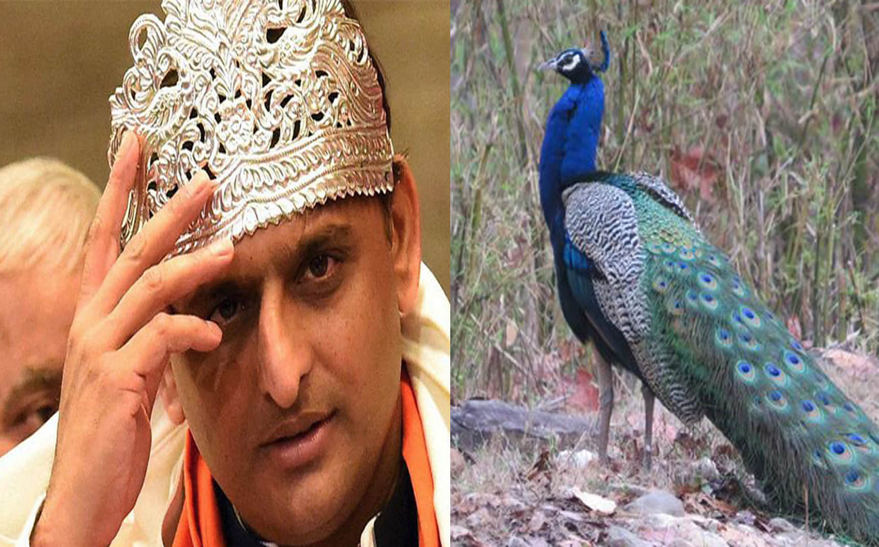 akhilesh yadav missed his favorite peacock  