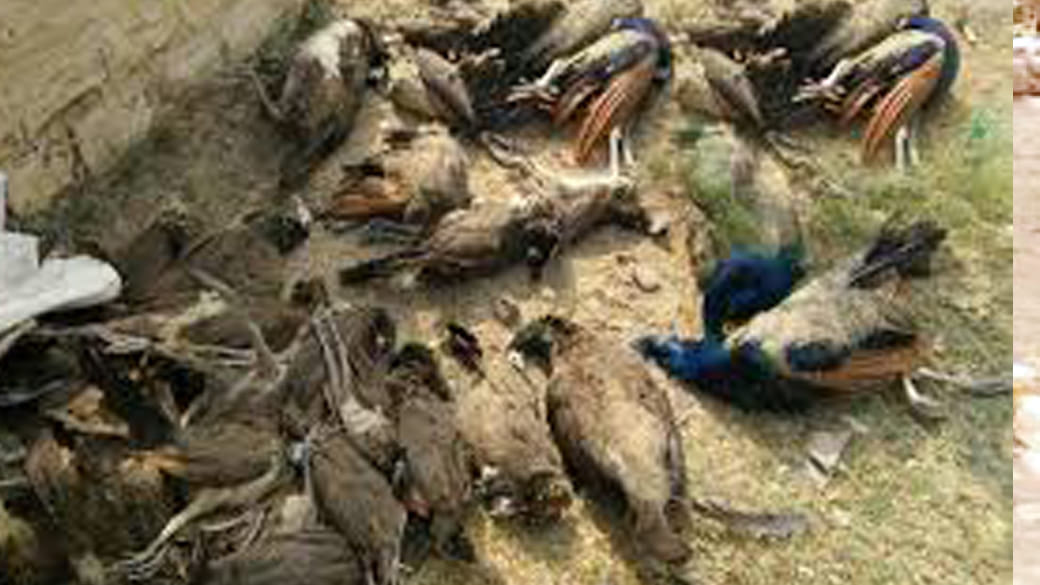 national bird killer arrested