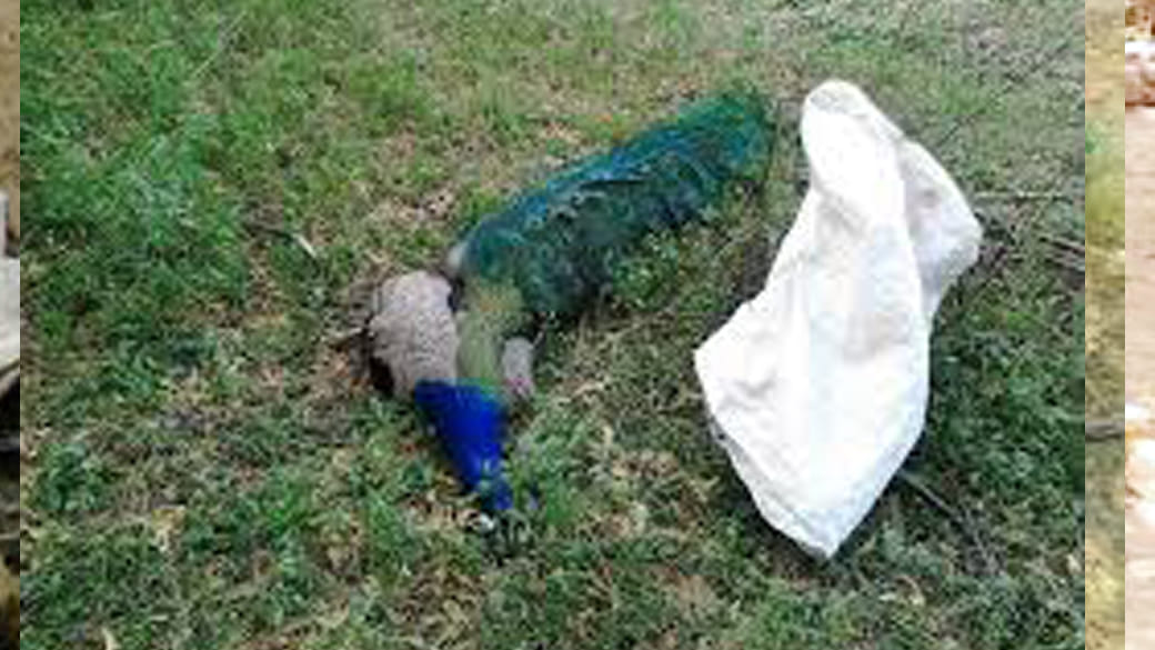 national bird killer arrested