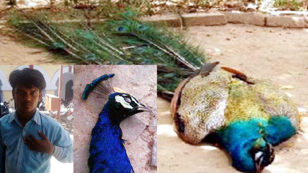 national bird killer arrested