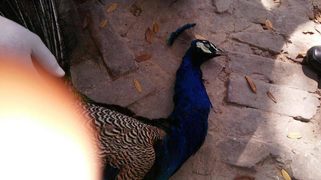 national bird killer arrested