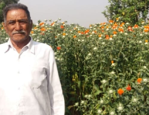 Saffron cultivation in Kashipur.