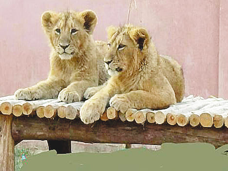 keeper taught simba and sultan learning behaviour
