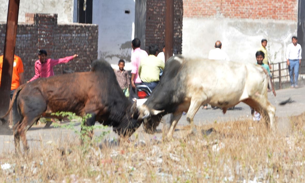 Bull climbed roof of house in firozabad