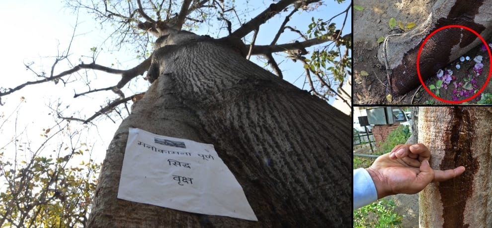 sweet water stream coming out bombax tree at shastri bhawan in delhi, expert says tree is ill