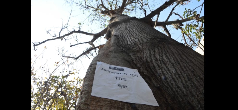 sweet water stream coming out bombax tree at shastri bhawan in delhi, expert says tree is ill