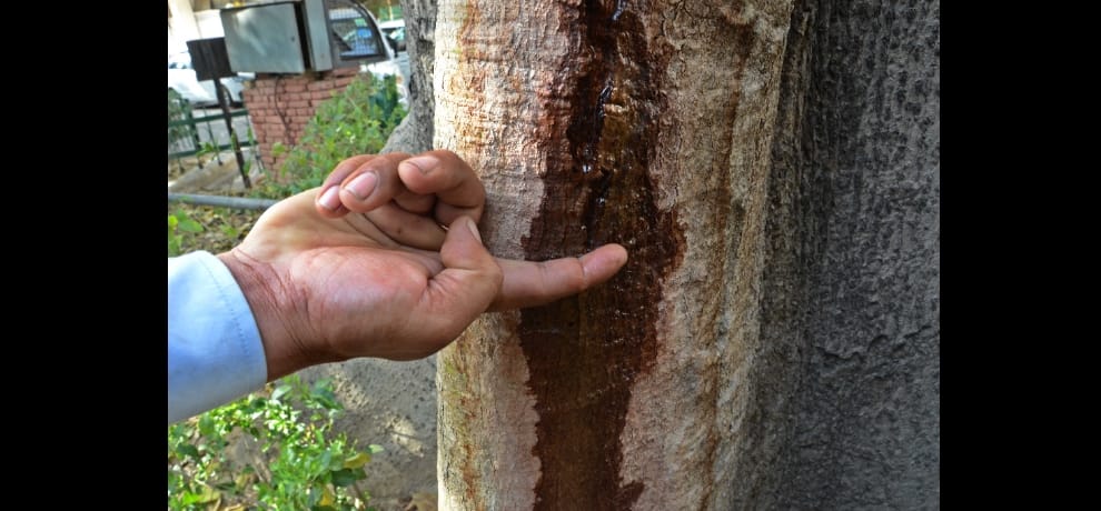 sweet water stream coming out bombax tree at shastri bhawan in delhi, expert says tree is ill