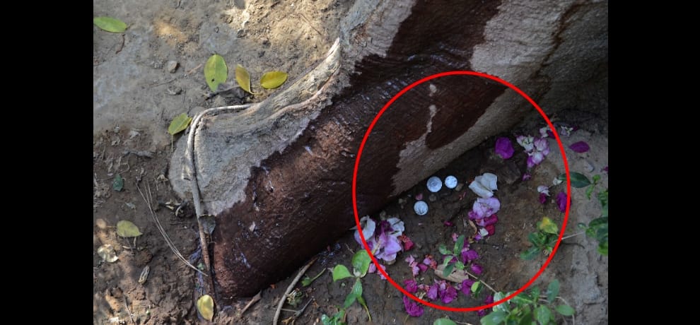 sweet water stream coming out bombax tree at shastri bhawan in delhi, expert says tree is ill
