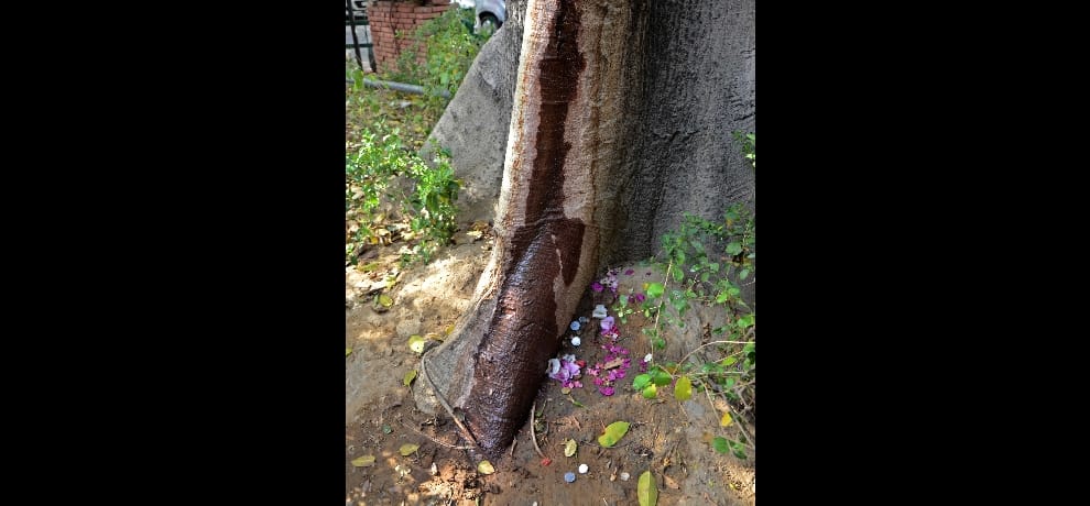 sweet water stream coming out bombax tree at shastri bhawan in delhi, expert says tree is ill